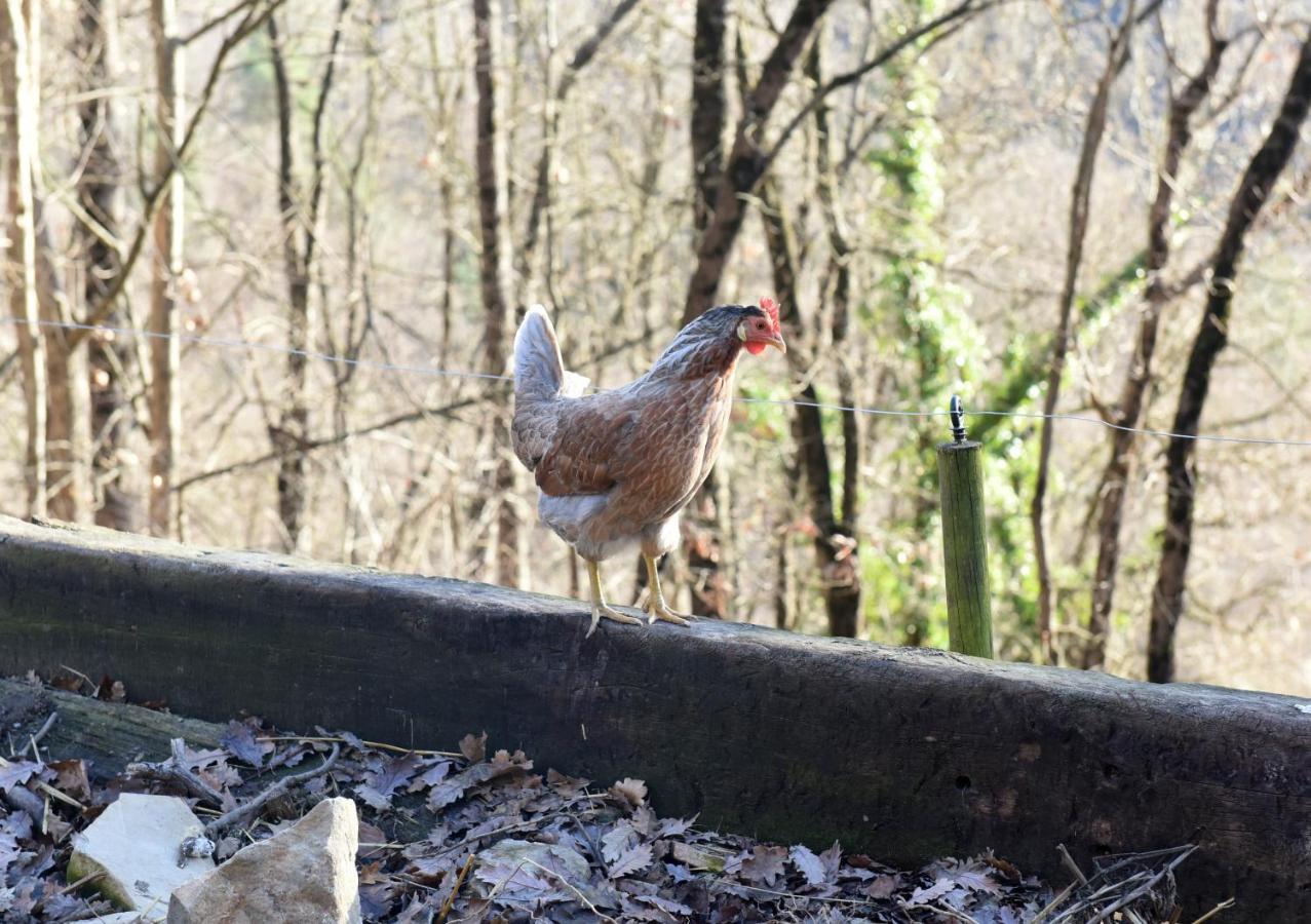 Pensjonat Turisme Rural Mas Isoles Ripoll Zewnętrze zdjęcie